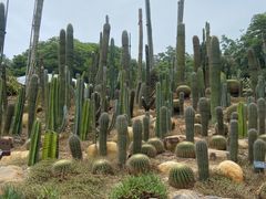 -深圳仙湖植物园