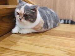 -藦茜花园宠物主题亲子互动体验馆(国顺东路店)