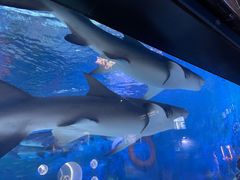 -烟台海昌鲸鲨海洋公园