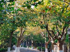 -八大关景区