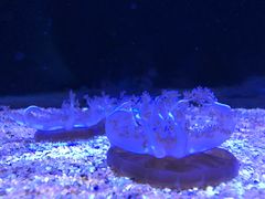 -暹罗海洋世界
