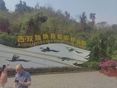 -西双版纳原始森林公园