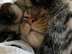 -猫大福·Fortune Cat猫舍(百子湾店)