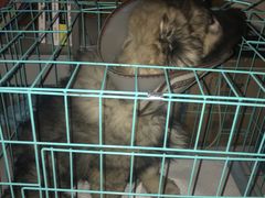 -佑安动物医院·全科·内窥镜中心(幸福巷店)