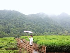 -中国茶叶博物馆(双峰馆区)