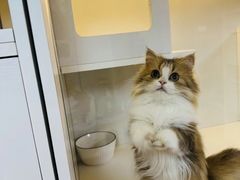 -十月米努特矮脚猫舍