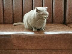-猫小院猫主题餐厅(三里屯店)