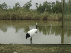 -盐城丹顶鹤湿地生态旅游区