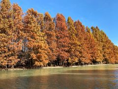 -上海海湾国家森林公园