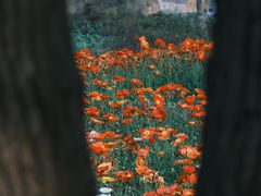 -秀丽东方