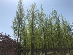 -洛阳古墓博物馆