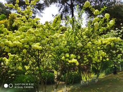-铁山坪森林公园