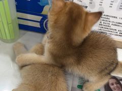 -四月宠物医院·猫专科·心脏专科·内科(转塘店)