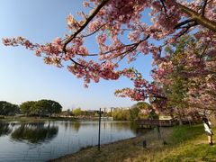 -新江湾城公园