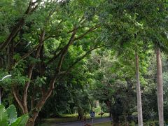 -中国科学院西双版纳热带植物园