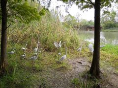 -溱湖国家湿地公园