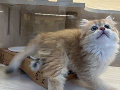 -柚子猫舍·精品猫舍购猫·猫咪认养·购宠·宠物店