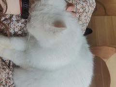 -MOYOYO猫咪咖啡店