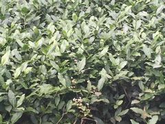 -文雅轩茶叶(锦和越界田林坊店)