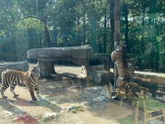 -上海野生动物园老虎餐厅