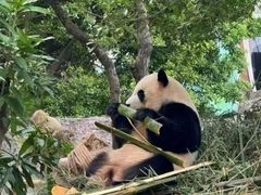 -灵玲国际马戏城