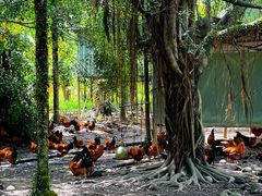 -兴隆槟榔园休闲农庄