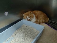 -嘉馨宠物医院·CT影像转诊·心脏科·犬猫全科诊疗中心(下沙大学城院区)