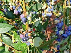 -金谷域澳洲庄园