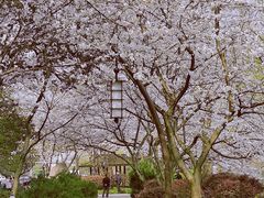 -西湖外事游船(花港观鱼码头)