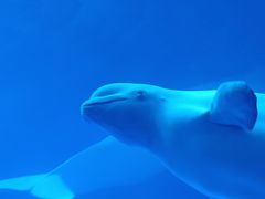 -海合安成都极地海洋公园