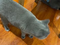 -猫小院猫主题咖啡厅(北锣店)
