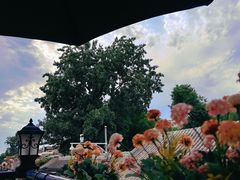 -Sirena海妖日咖夜酒