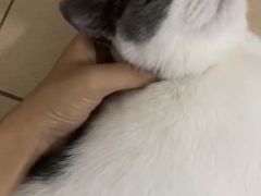 -lincat·猫舍(广州店)