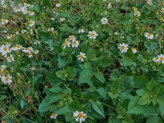 -飞来湖湿地公园