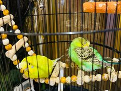 -雀蓝川菜(星悦汇店)