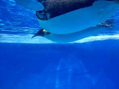 -海合安成都极地海洋公园