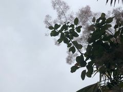 -东平国家森林公园