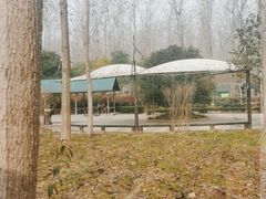 -合肥滨湖国家森林公园