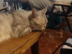 -猫猫幼稚园·撸猫·桌游·电玩