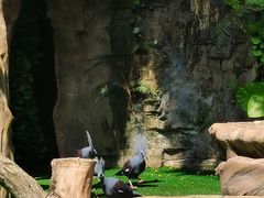 -广州长隆野生动物世界