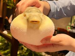 -肆月河豚·淮扬菜·湘菜(华天店)