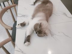 -喵园·猫主题咖啡厅·撸猫·猫咖(国贸店)