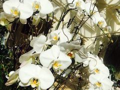 -利顺德大饭店·维多利亚花园(小白楼店)