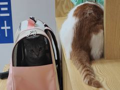 -中农大我爱我爱动物医院·核磁CT·猫病·24小时夜诊中心(石佛营店)