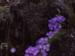 -瓦屋山景区