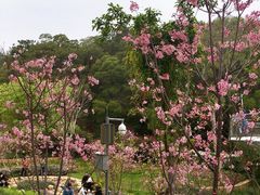 -狐尾山公园
