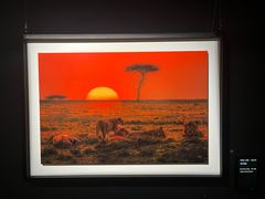 -罗红摄影艺术馆