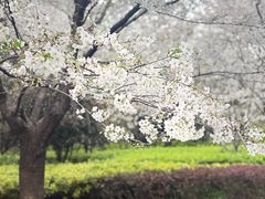-徐家汇源景区-衡山公园