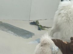-共舞时光猫咖·狗咖(新街口店)