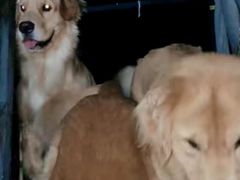 -趣玩宠物乐园寄养训犬训狗游泳池
